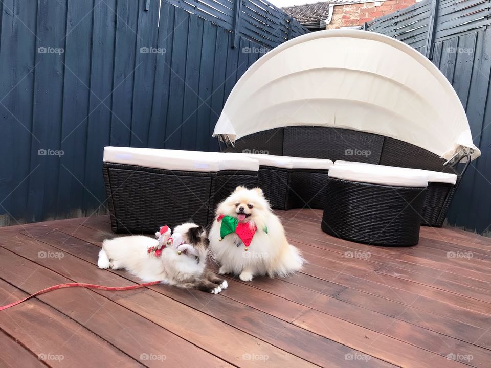 Christmas cuties pets for wonderful time of the year in Melbourne Australia 