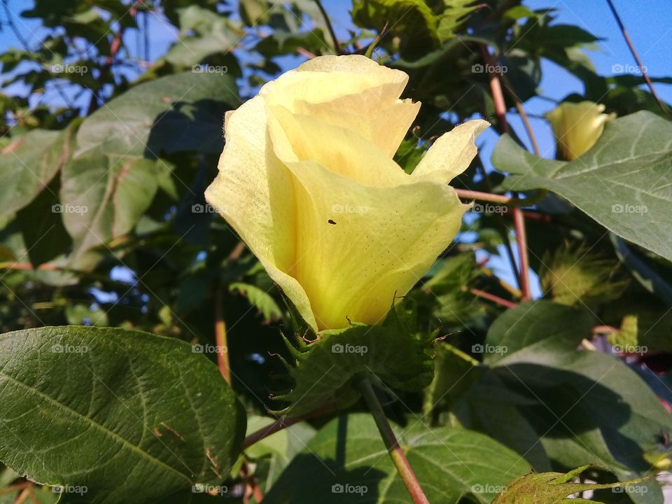 Flower of  the Para cotton tree.  Hibiscus.  Cotton tree