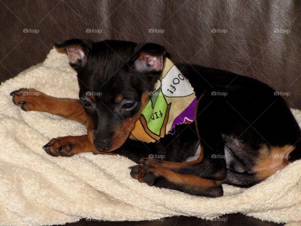 Our cute Mini Pinscher 