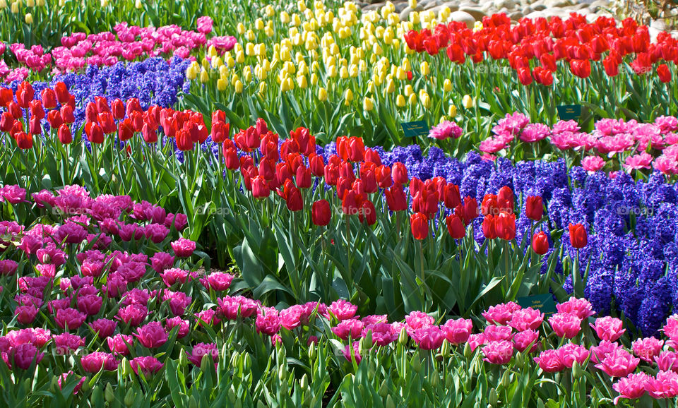Multi colored flowers field