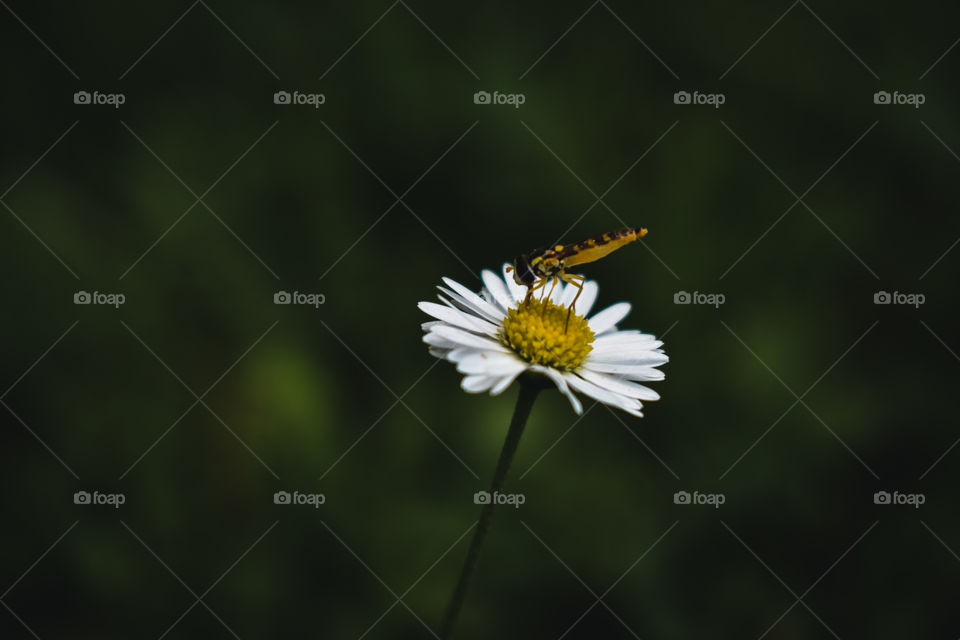 A little worm sitting on a daisy.