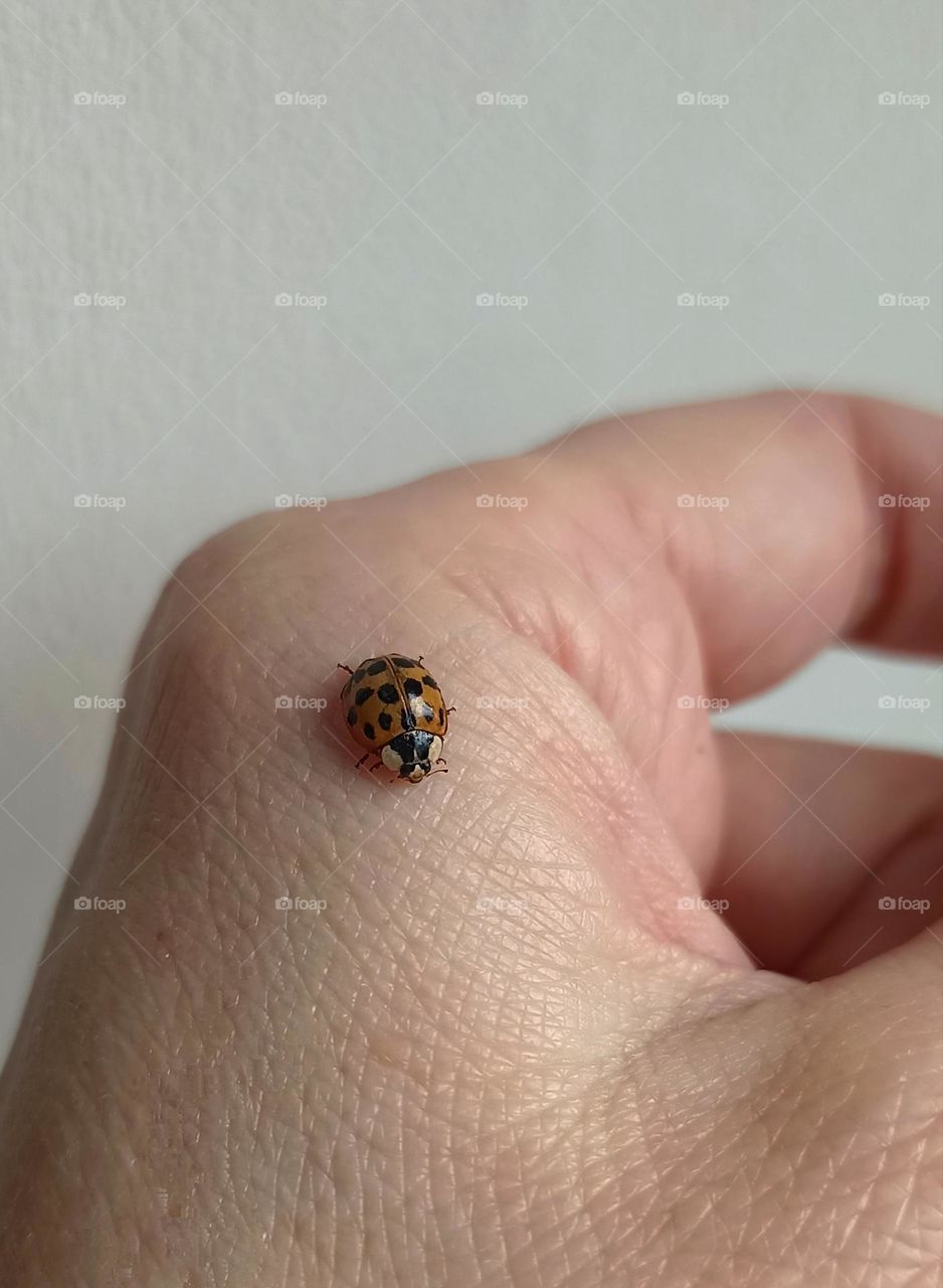 ladybug 🐞 on a hand close up round beautiful little insect