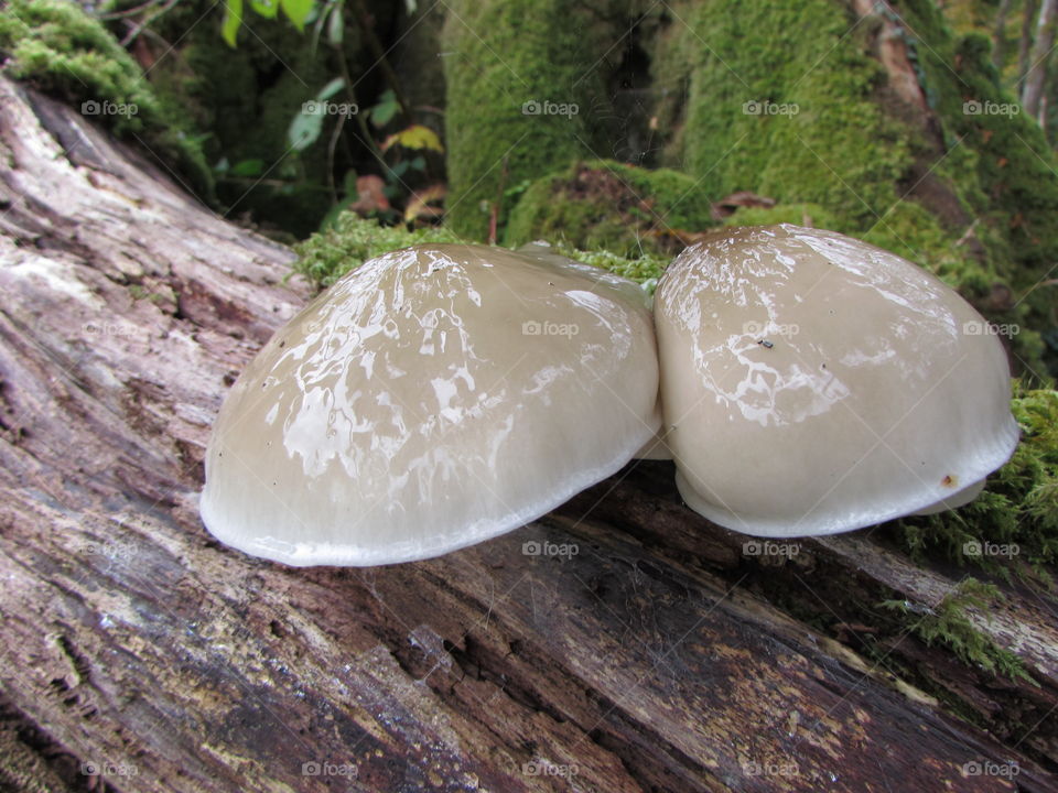 the slimiest fungi I've ever seen, glistening in the light