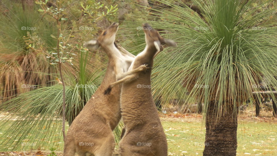 fighting kangaroos