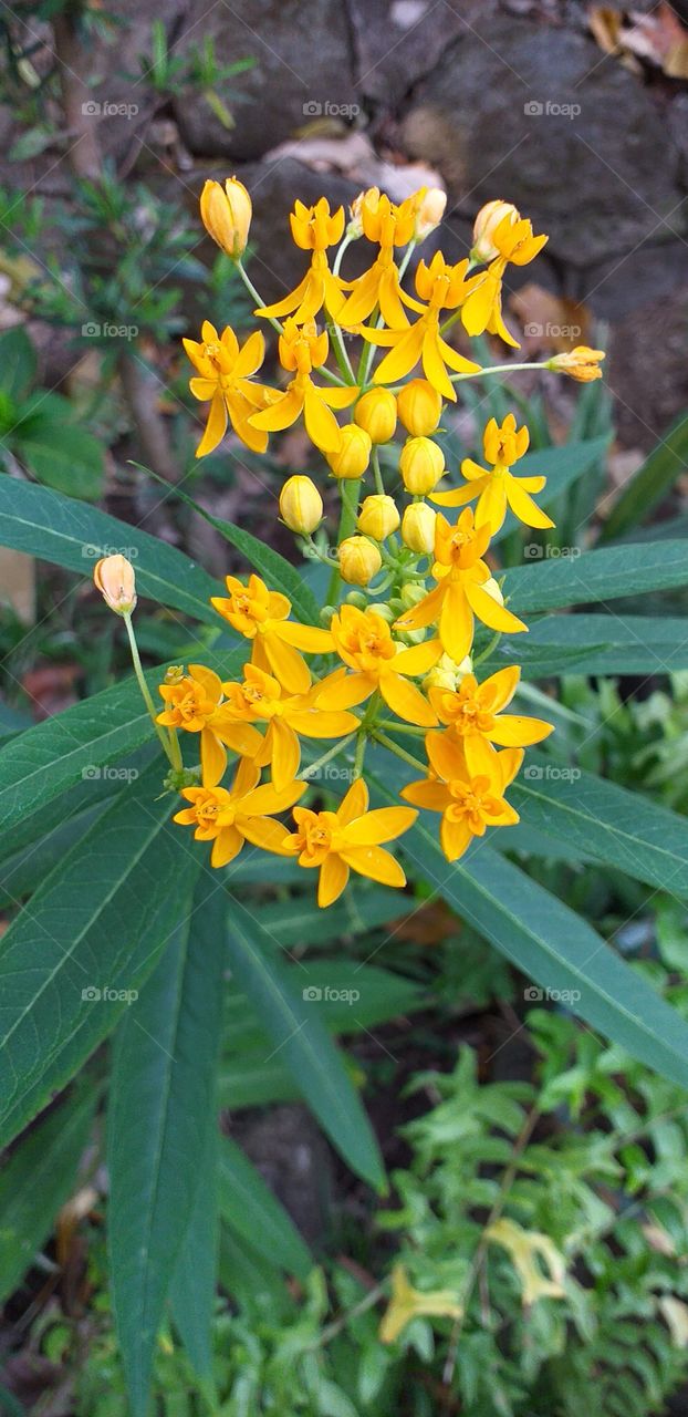 yellow florets