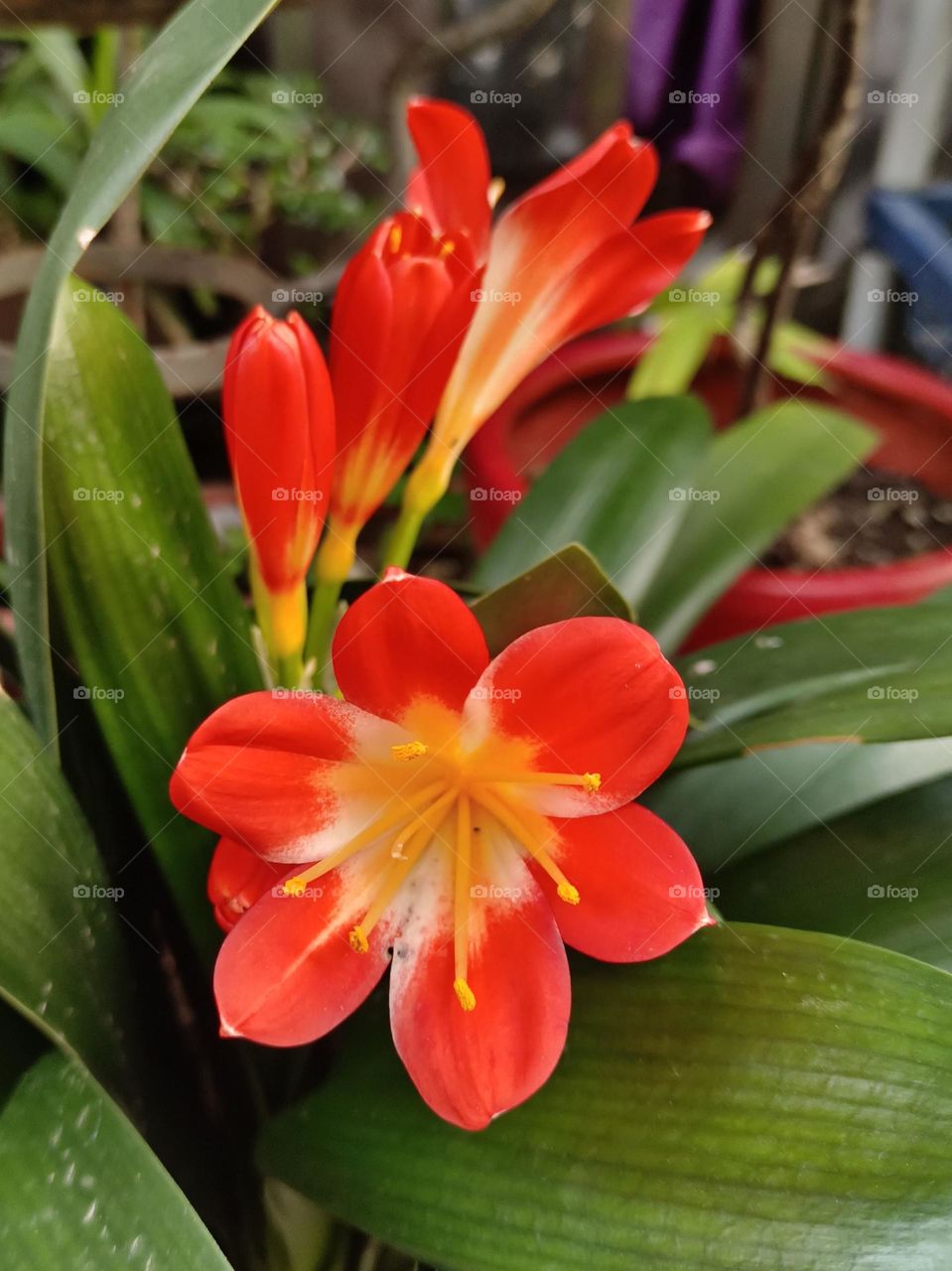 Benediction Lily (e)