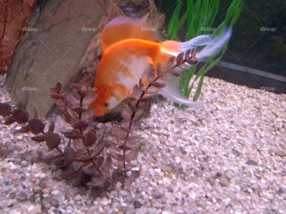 Goldfish, Nature, Underwater, Aquarium, Fish