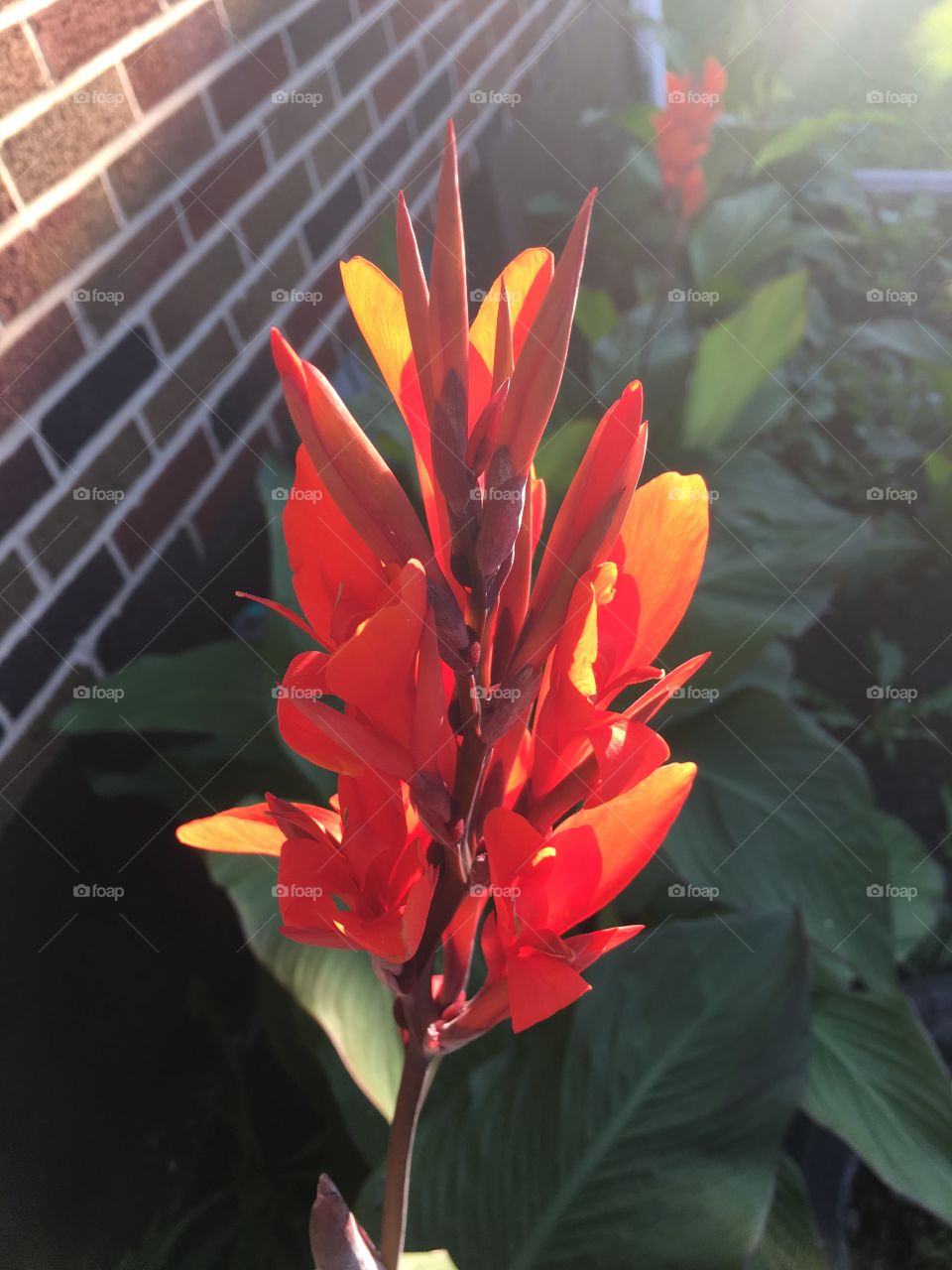 Early morning red flower