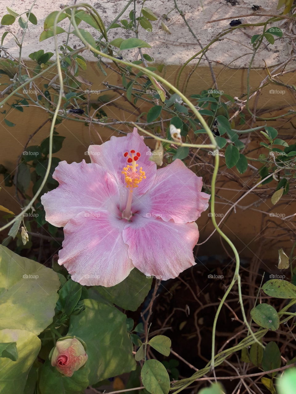 beautiful pink hibiscus flowers in our garden