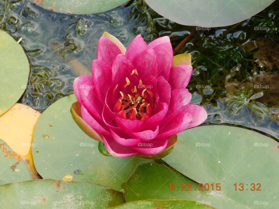 Water Lilly . Summer day