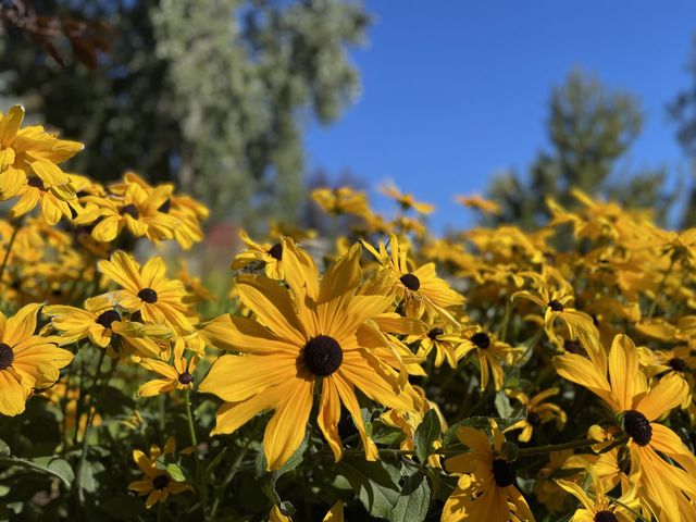 YELLOW FLOWERS AND BLUE SKY