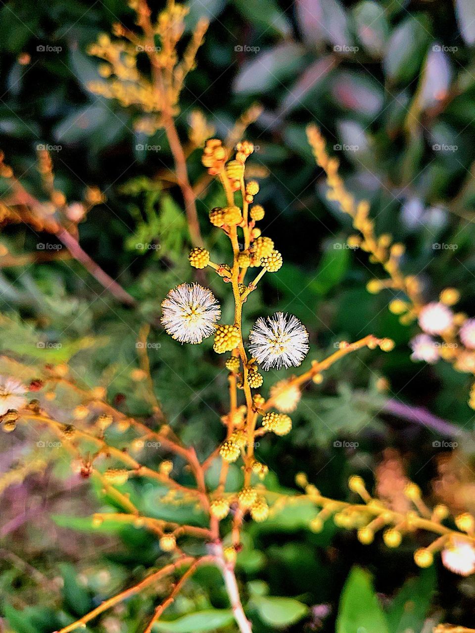 beautiful yellow acacia babul flower in
nice blur background