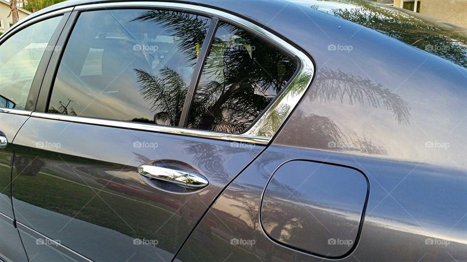 Grey background for beautiful palm reflections.