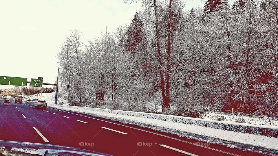 snow covered trees on highway