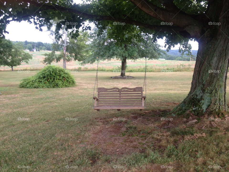 green field china tree by vickikl3