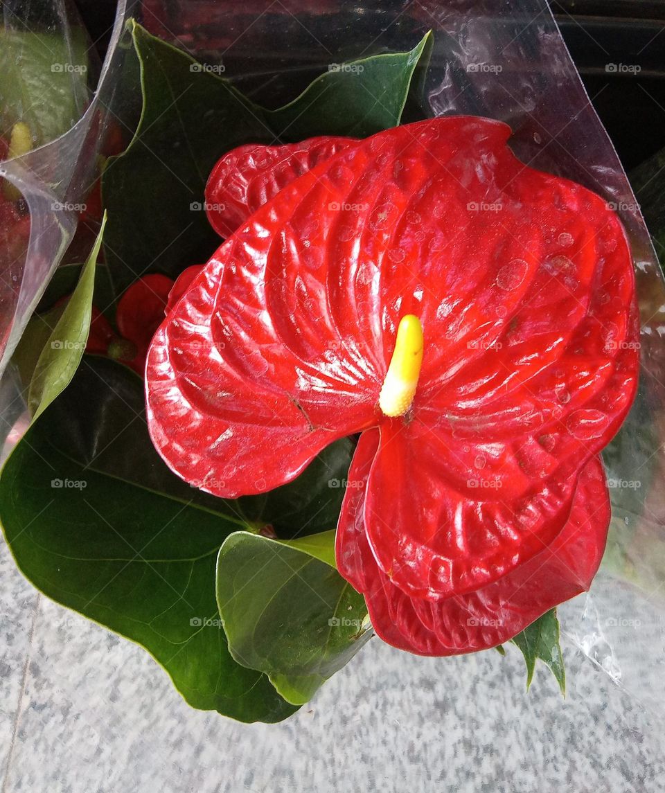 Editors'Choice Photo of the week A beleza das flores, encantando os olhares e, os sorrisos.
