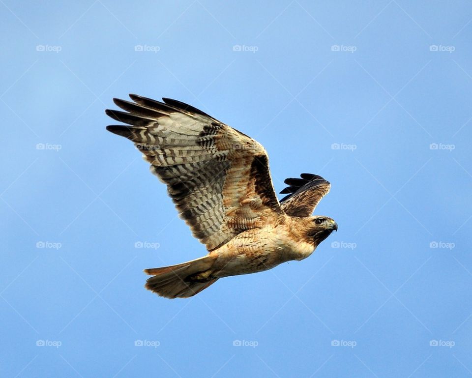 Red Tail Hawk in flight