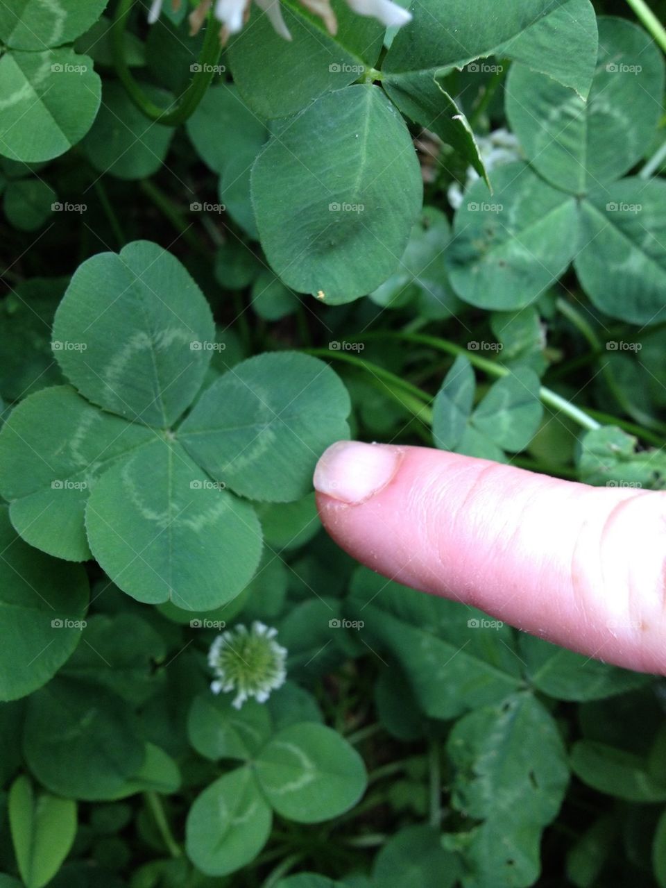 Four leaf clover 