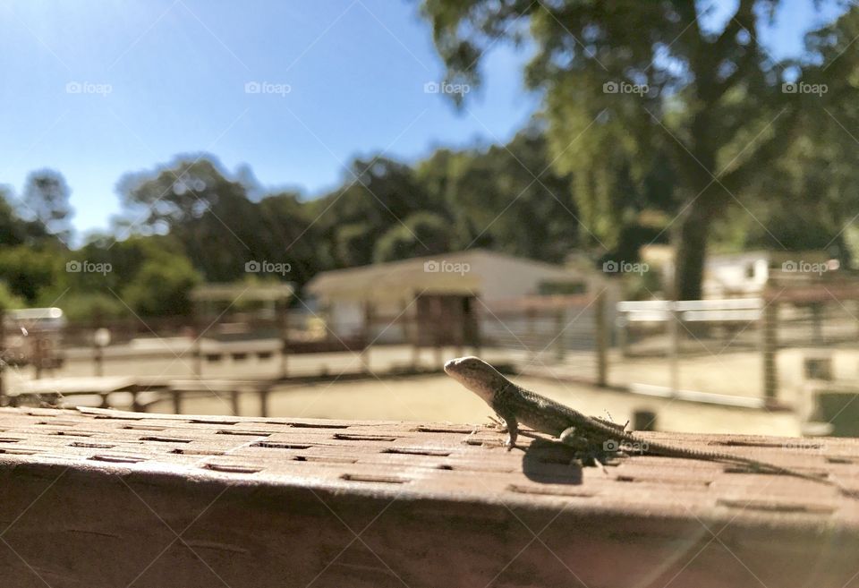 A little lizard enjoying the sun🌅