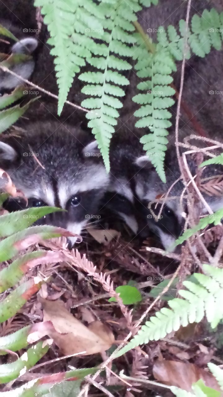 raccoon runaways