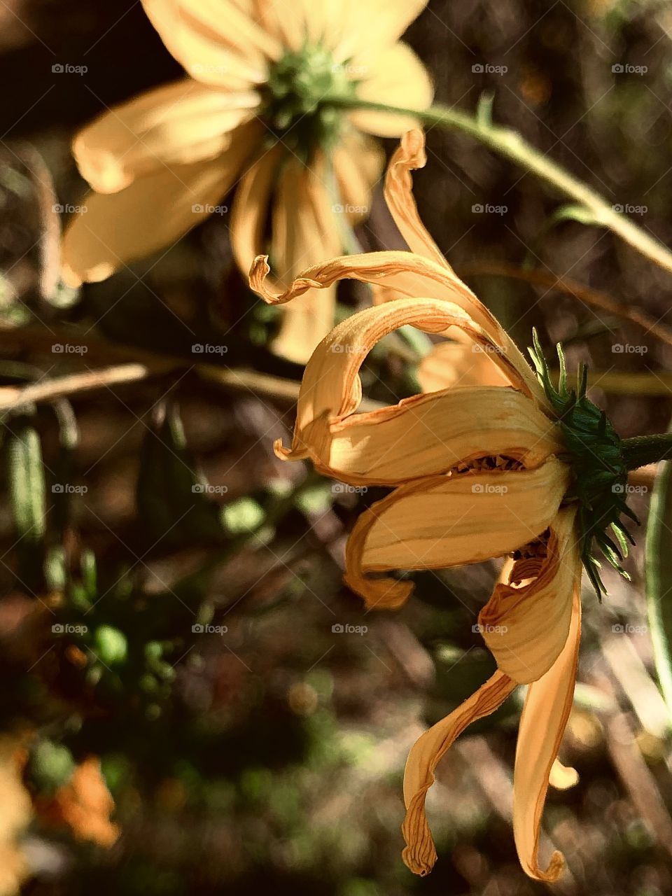 Closeup of a dying yellow daisy among others that are fresh and full with leaves and greenery in the background.