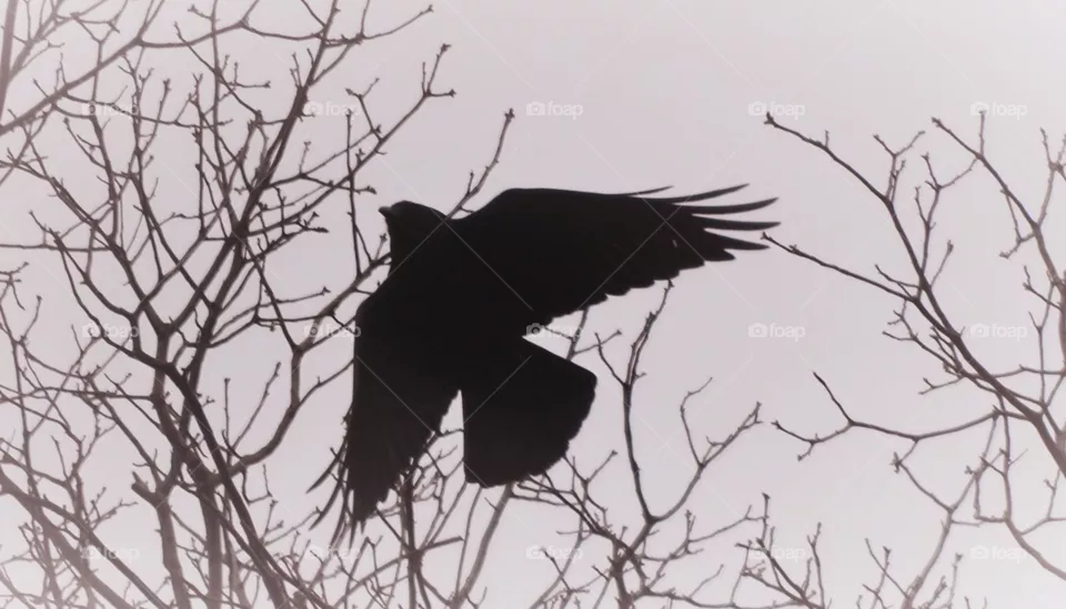 crow