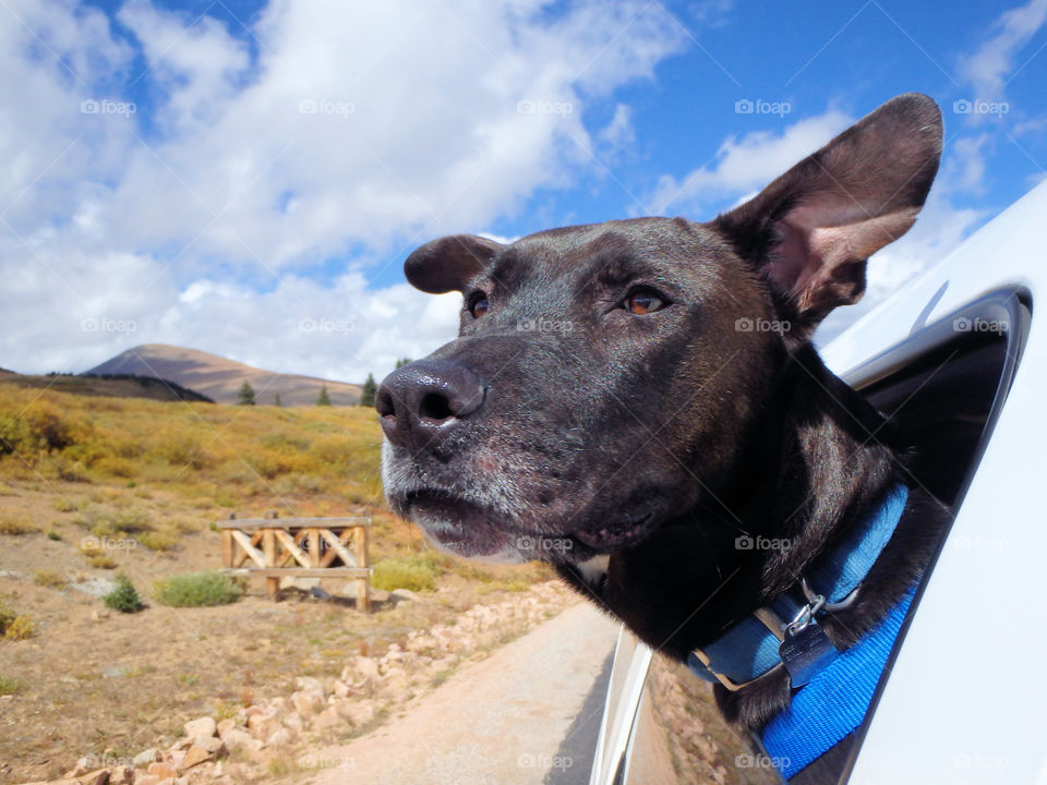 Black lab Bradley loves to take scenic drives!