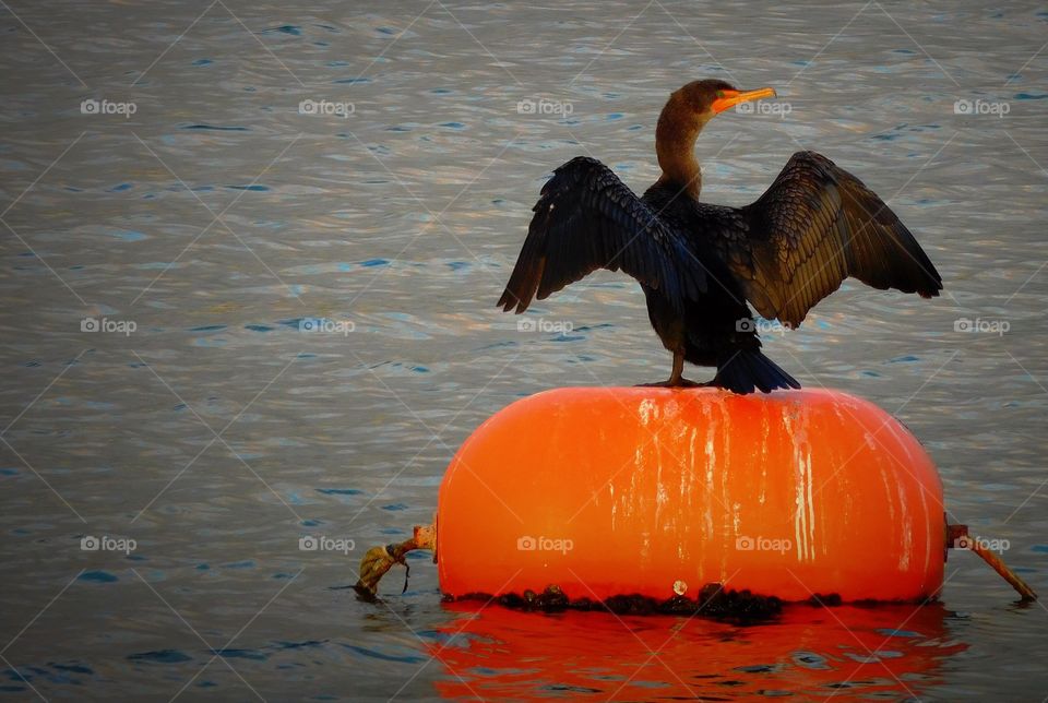 Cormorant on orange buoy 