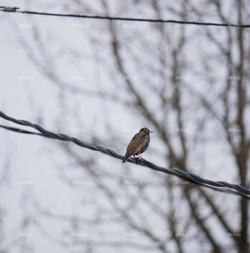 A lovely little “common Starling”, sitting on a wire above my backyard. 