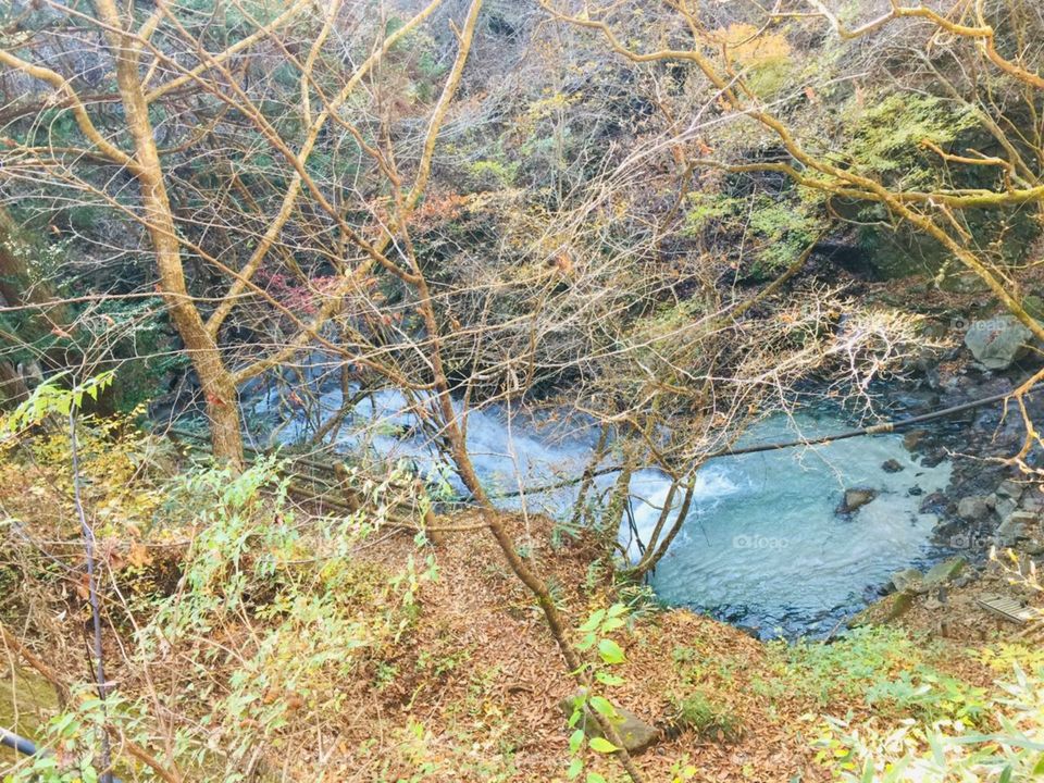 amazing stream view in forest