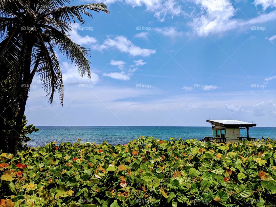 Landscape image of a palm tree and coastline in Florida 