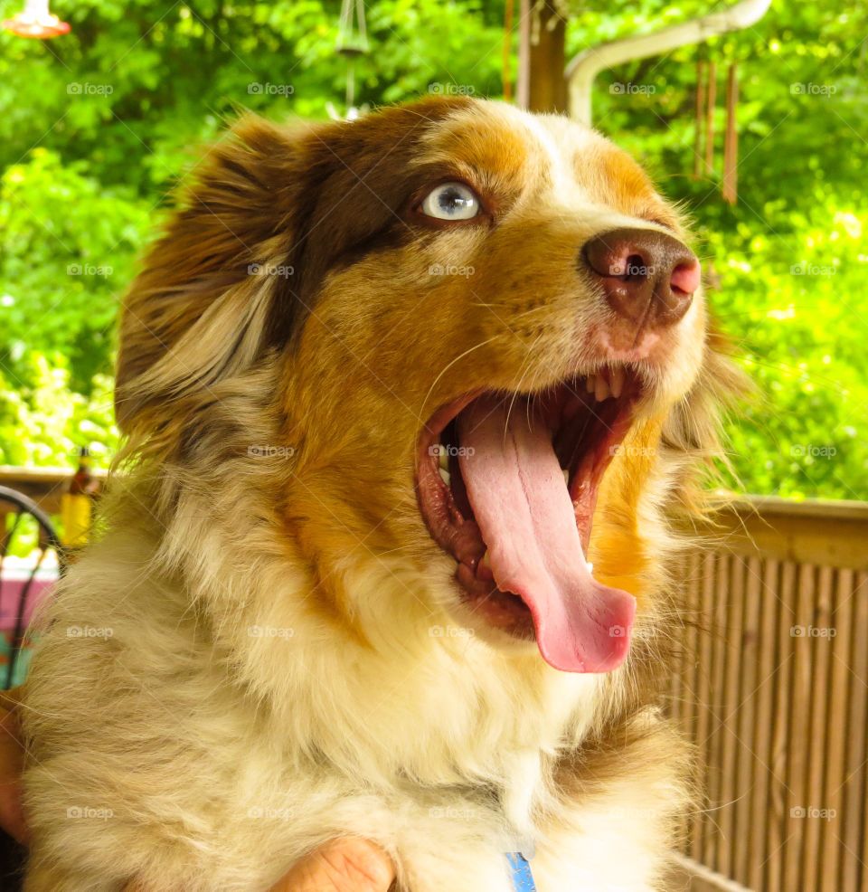 Close-up of a dog 