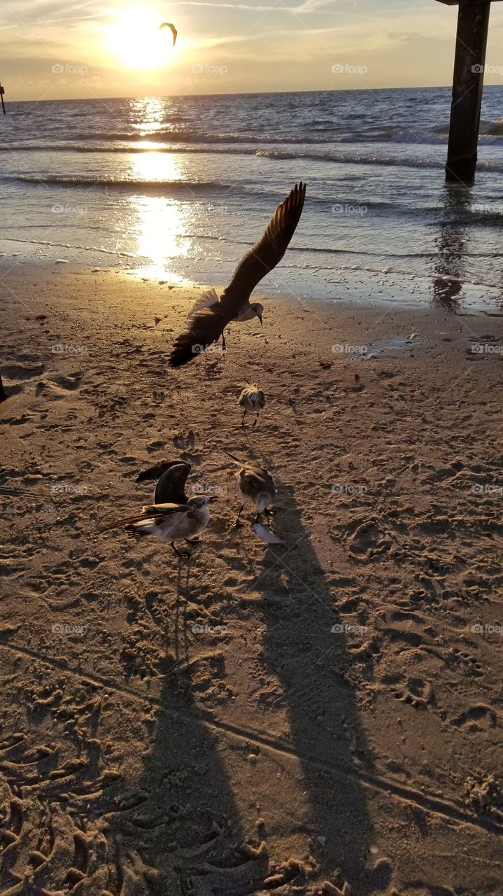 Seagull at Clearwater beach