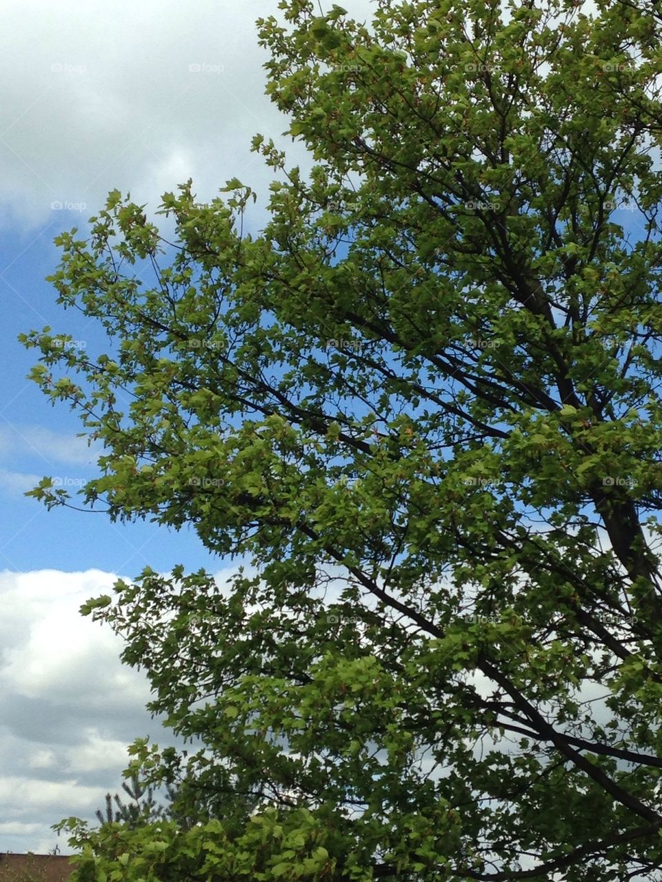 Trees blue sky