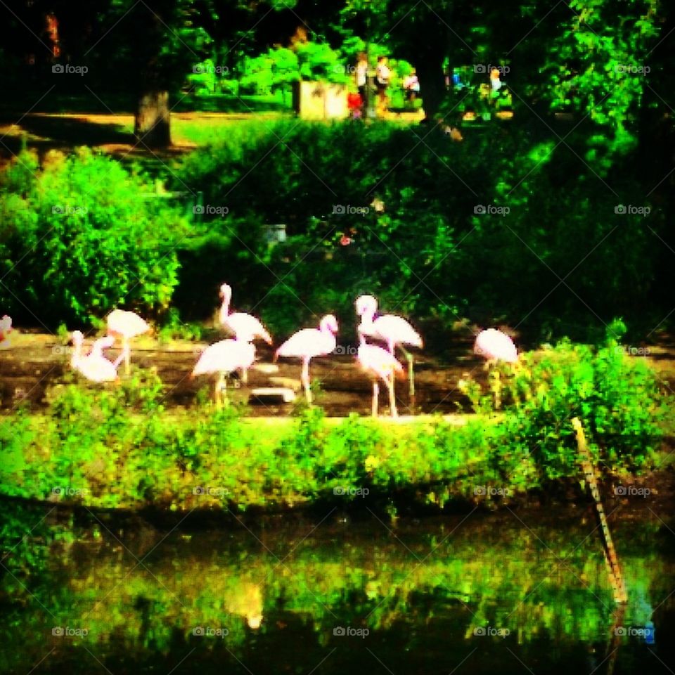 Flamingos 