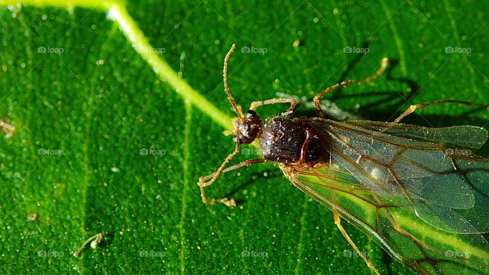 Male ants with wings, walking ant