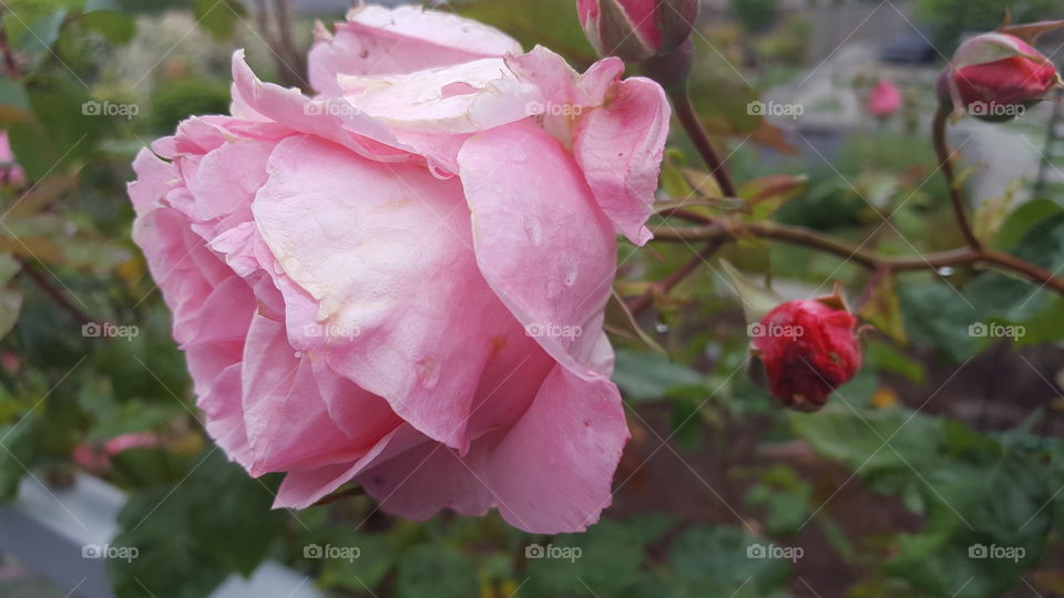 roses, still pink