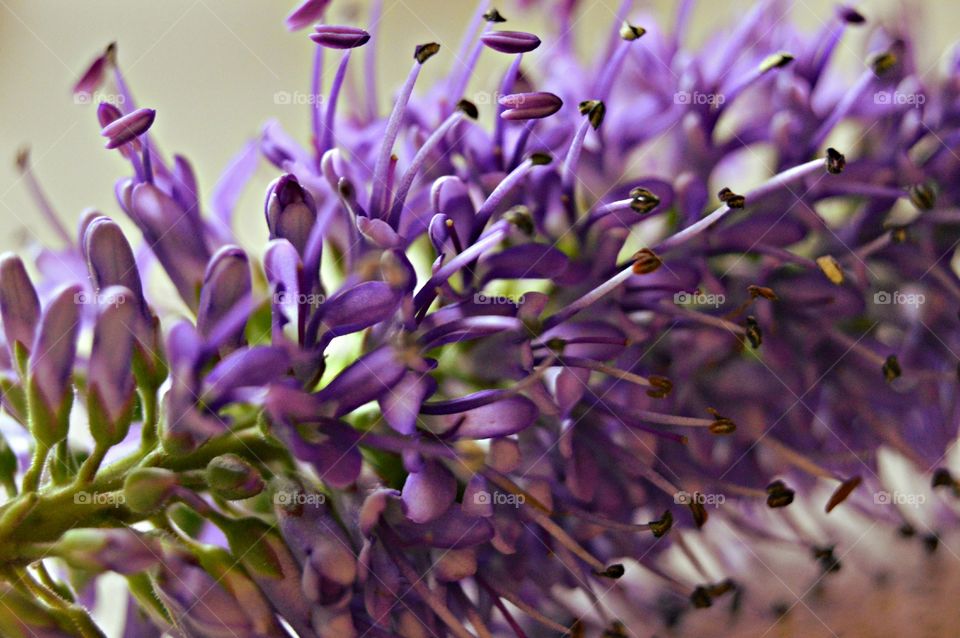 Lavender flower closeup