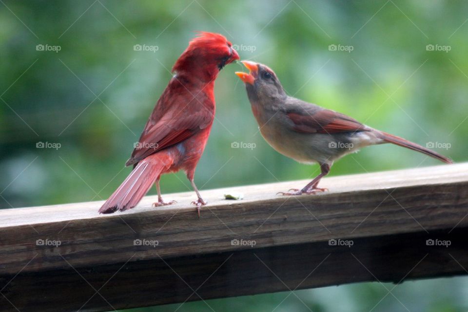 Cardinal Pair