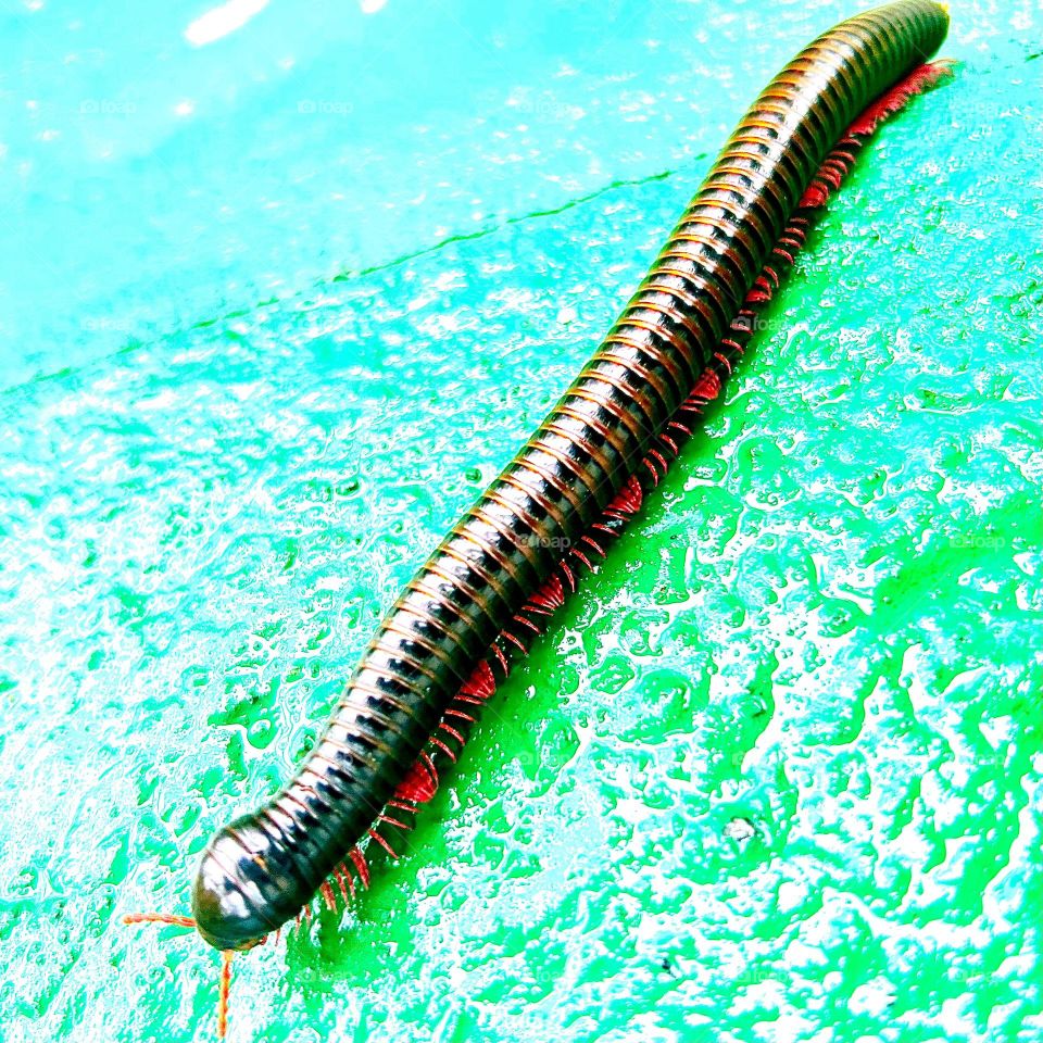 Millipede on green AMR Wozko 