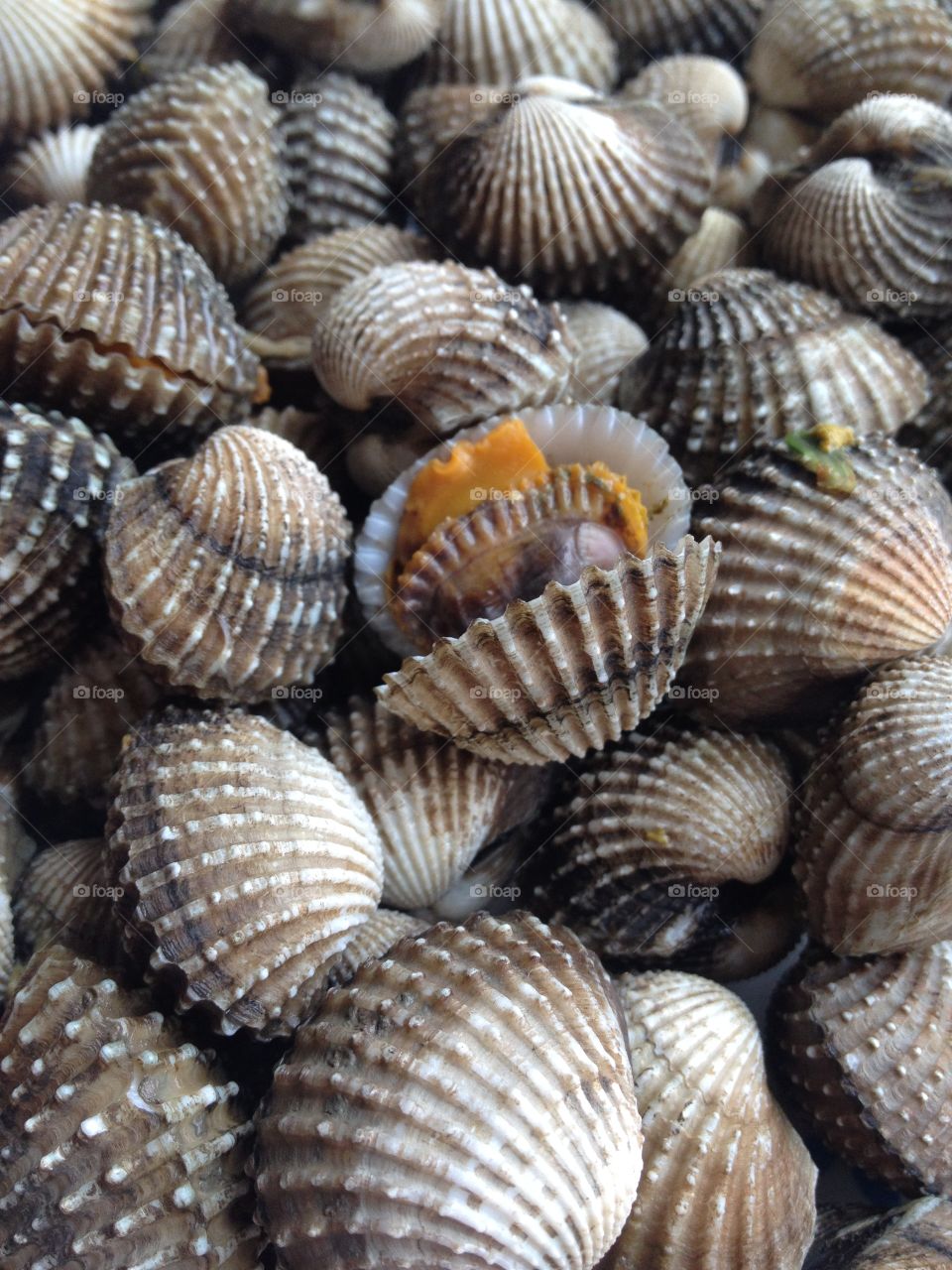Closeup sea shell.