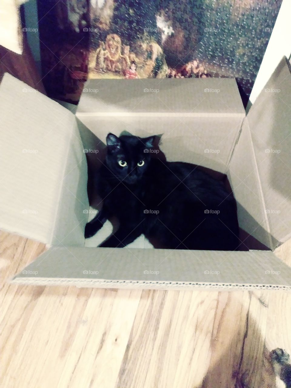 Bella loves boxes