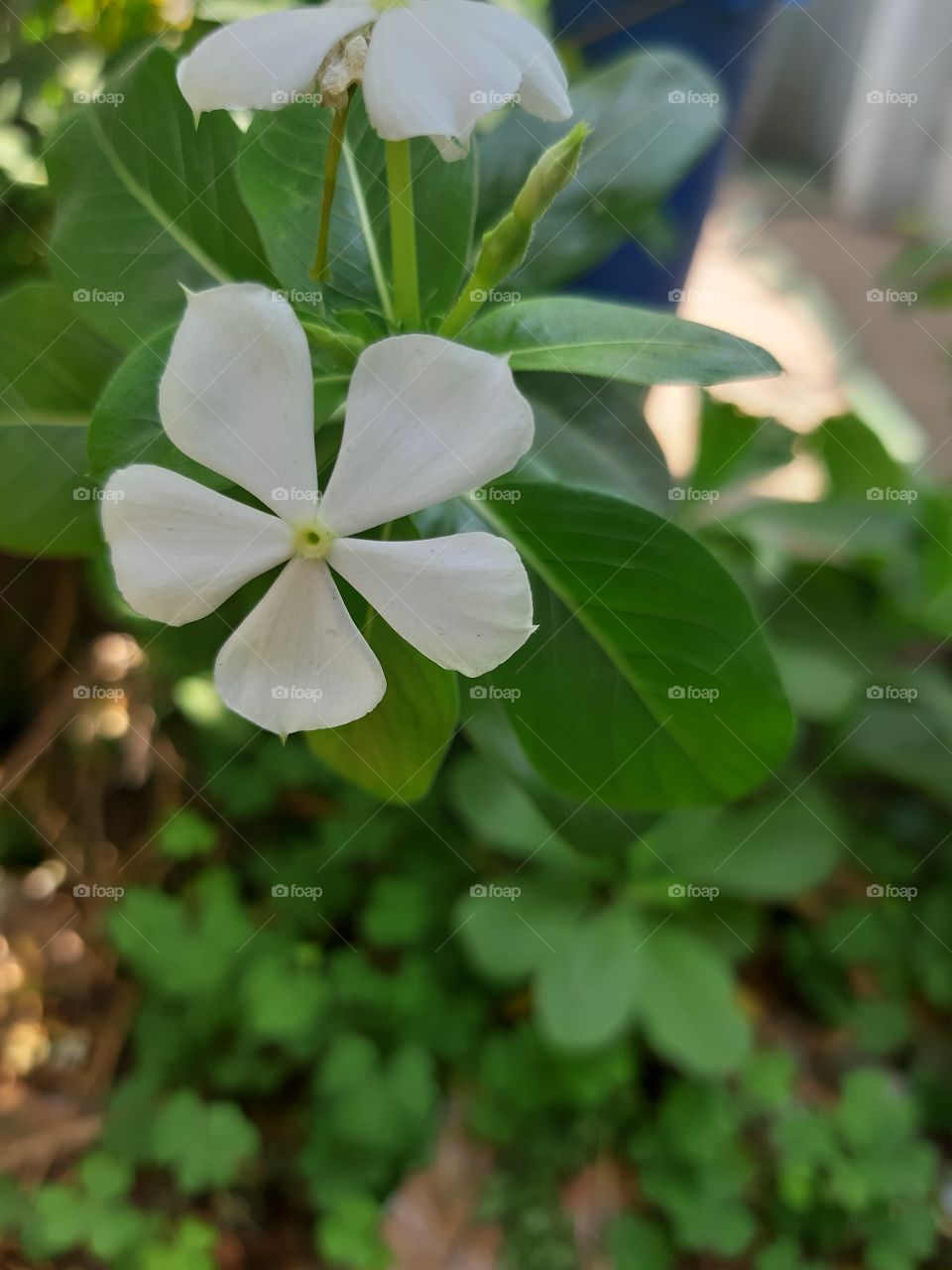 white flower
