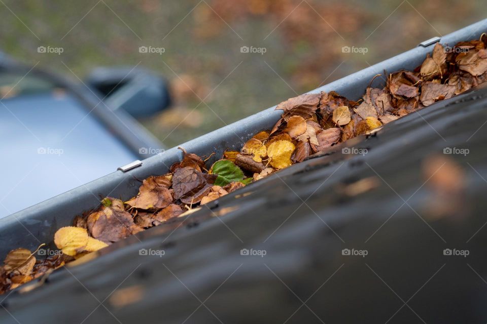 a portrait of a dirty roof gutter full of autumn leaves. the clogged drain is a typical fall chore.