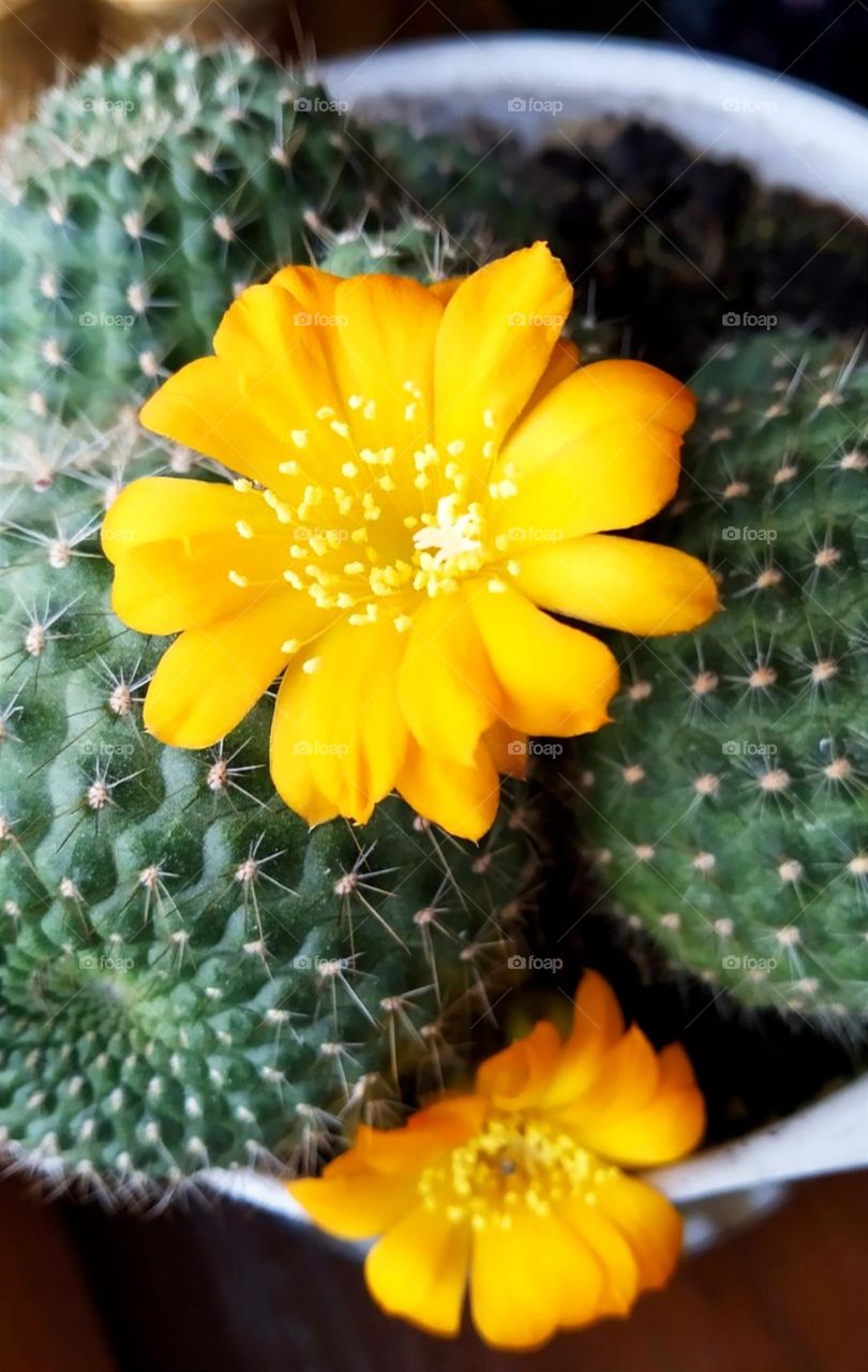 Yellow cactus flower