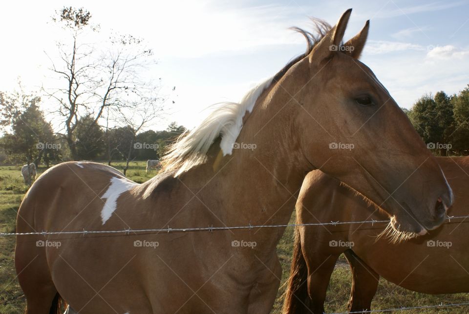 Majestic Horses