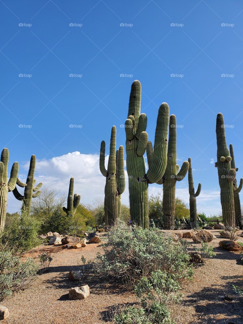 Saguaro Cactus in the Arizona Desert