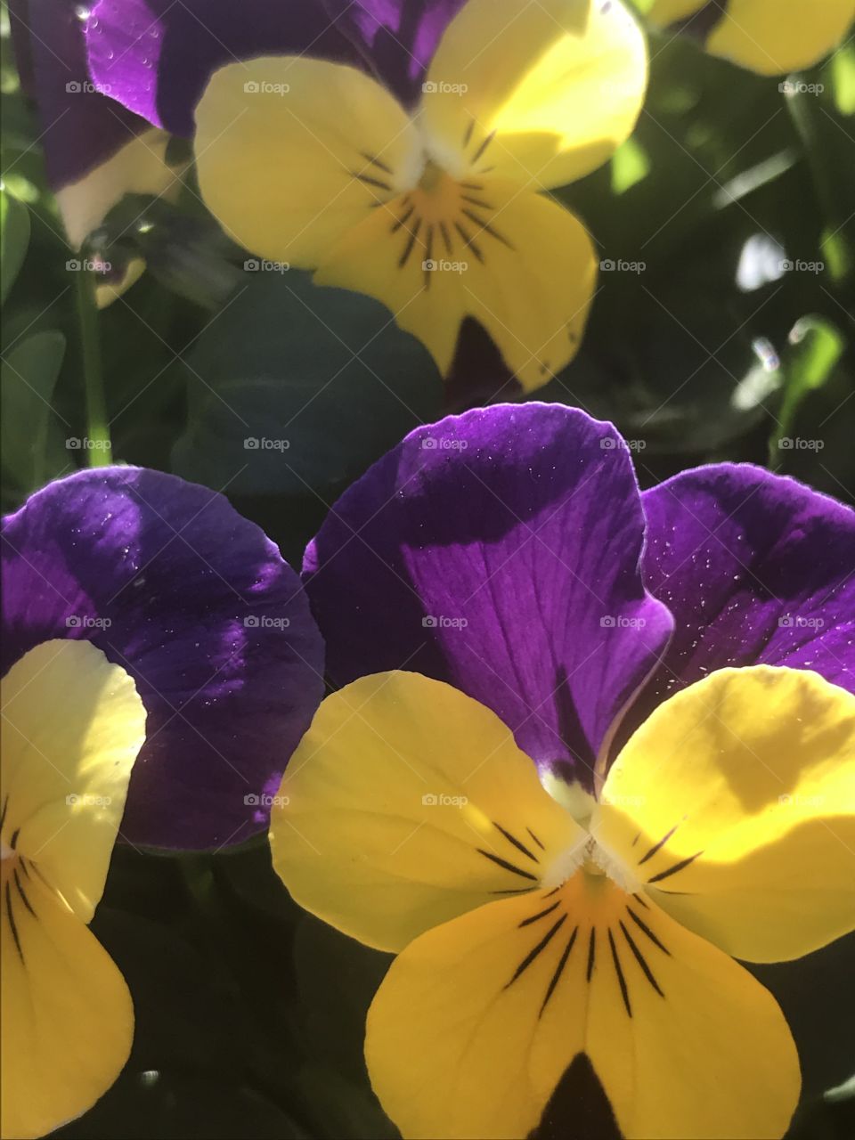 Close up, purple and yellow flowers