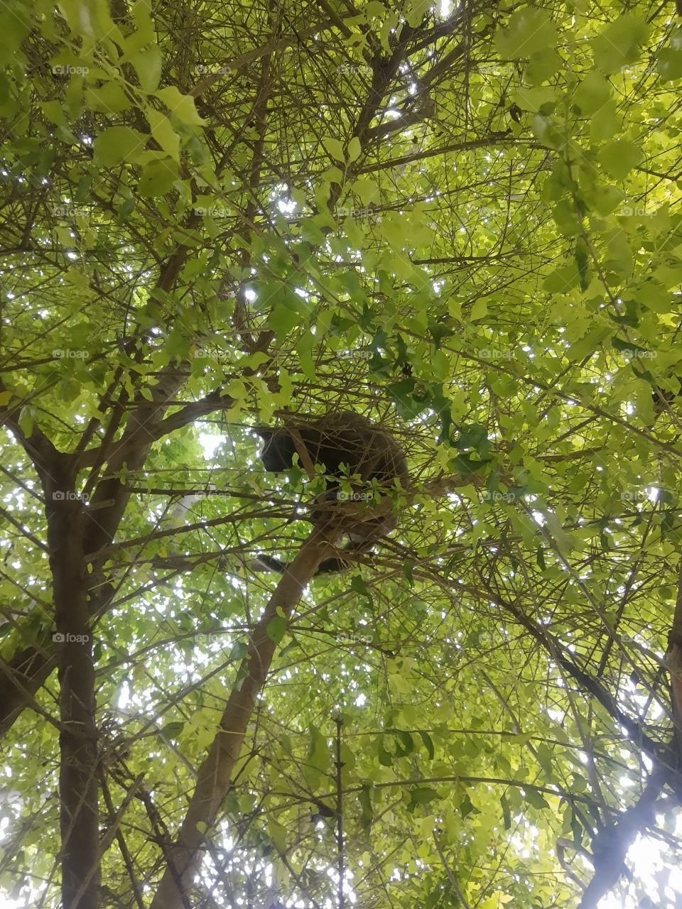 cat on a tree