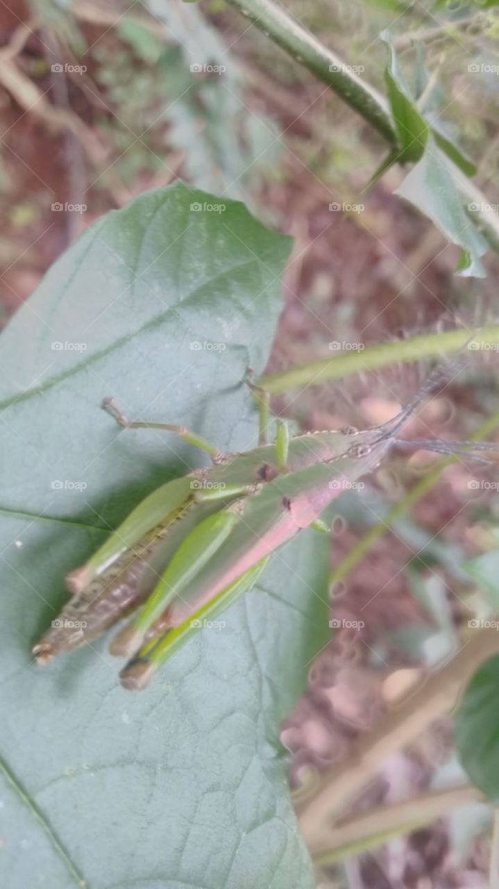 A pair of grasshoppers making love